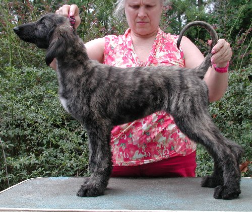 Pink-BlkMskSilver BrindleGirl12wks.jpg - 86.17 K